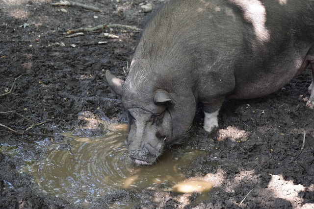 安排中愈加 安排中愈加